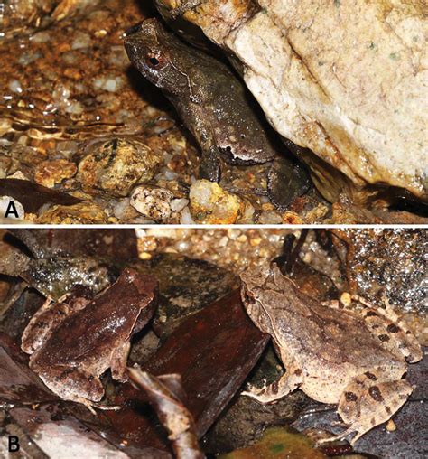 Description of two new species of the genus Megophrys.